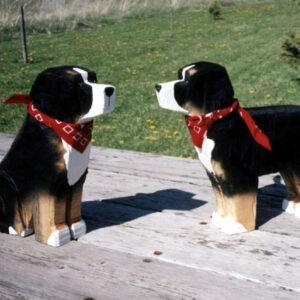 Bernese Mountain Dog