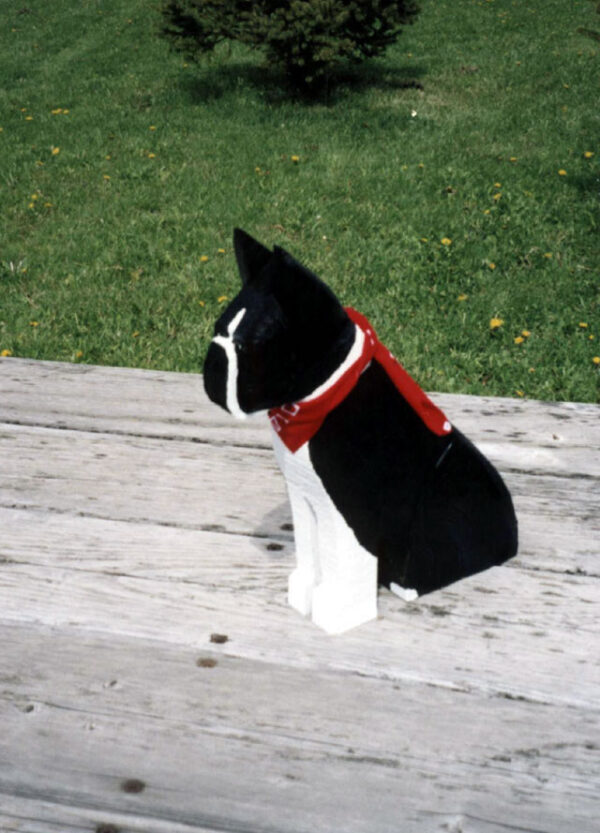 Boston Terrier Dog Breed in Sitting Pose
