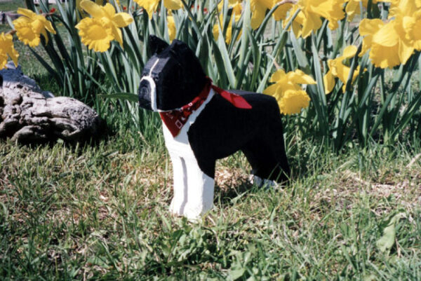 Boston Terrier